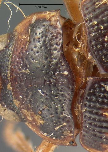Media type: image;   Entomology 33479 Aspect: pronotum dorsal